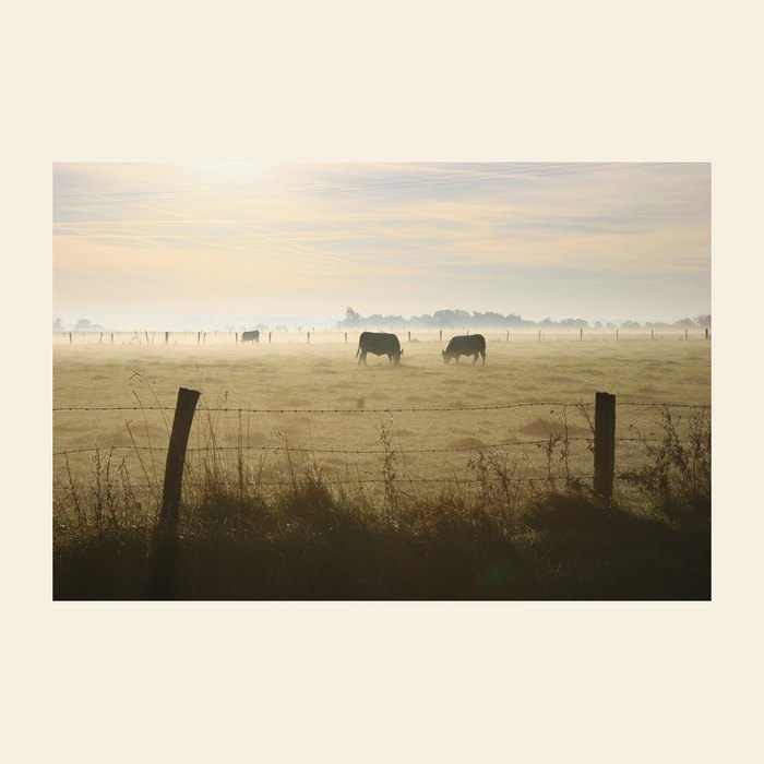 Normandy pasture where the butter cream is sourced