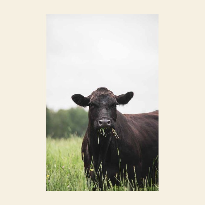 Black Angus cattle at pasture