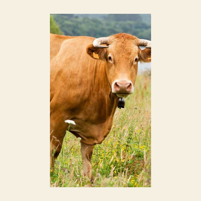 Blonde de Galice cattle grazing in Galicia