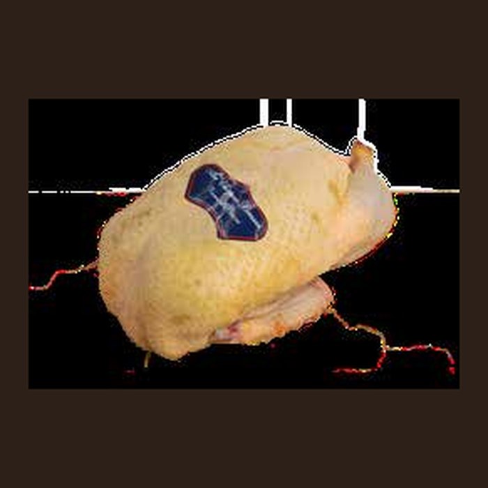 Crossbred