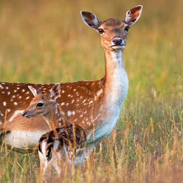 Fallow Deer