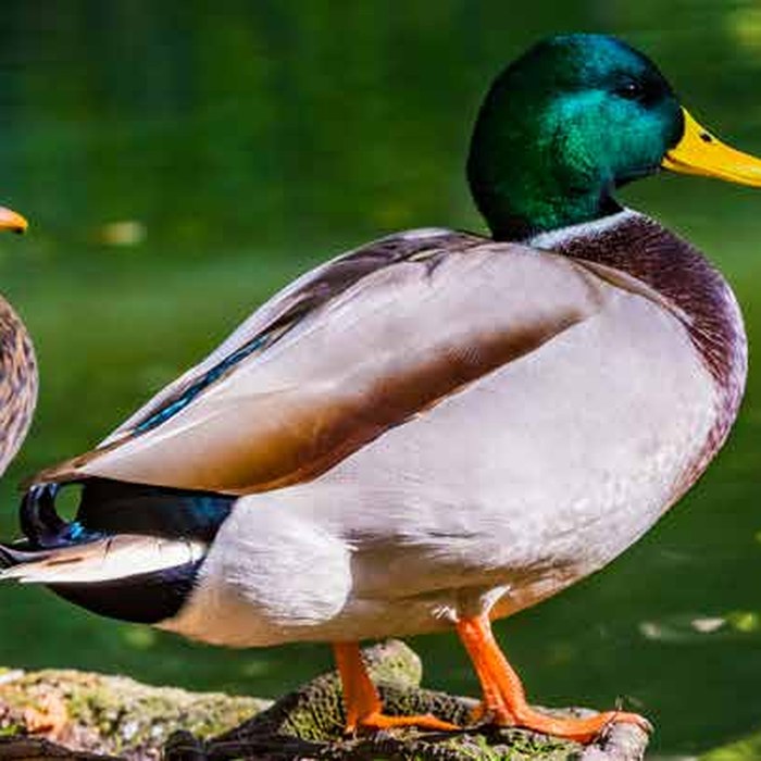 Wild Feathered Game