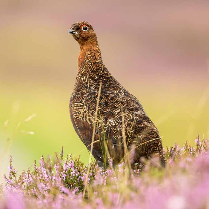 Grouse, Hung in Feather