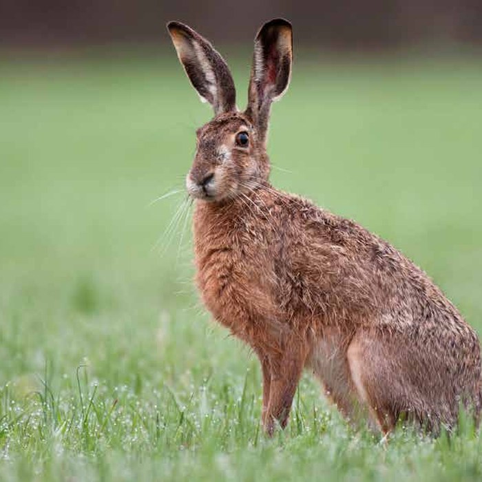 Hare
