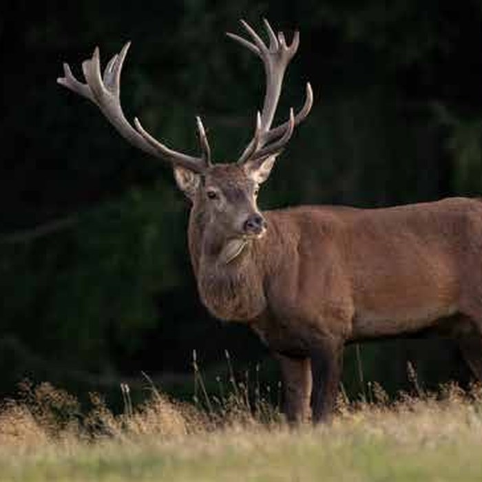Red Deer / Hind