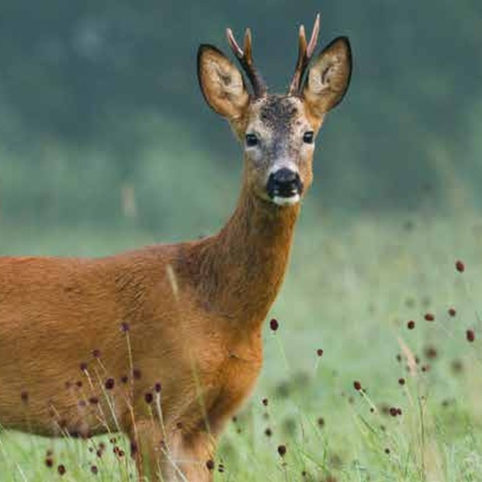 Roe Deer