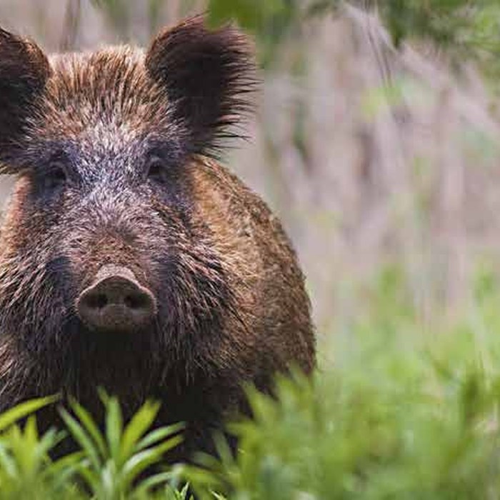 Wild Boar